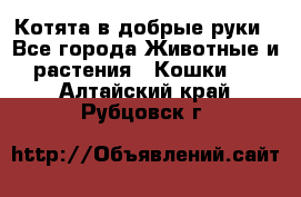 Котята в добрые руки - Все города Животные и растения » Кошки   . Алтайский край,Рубцовск г.